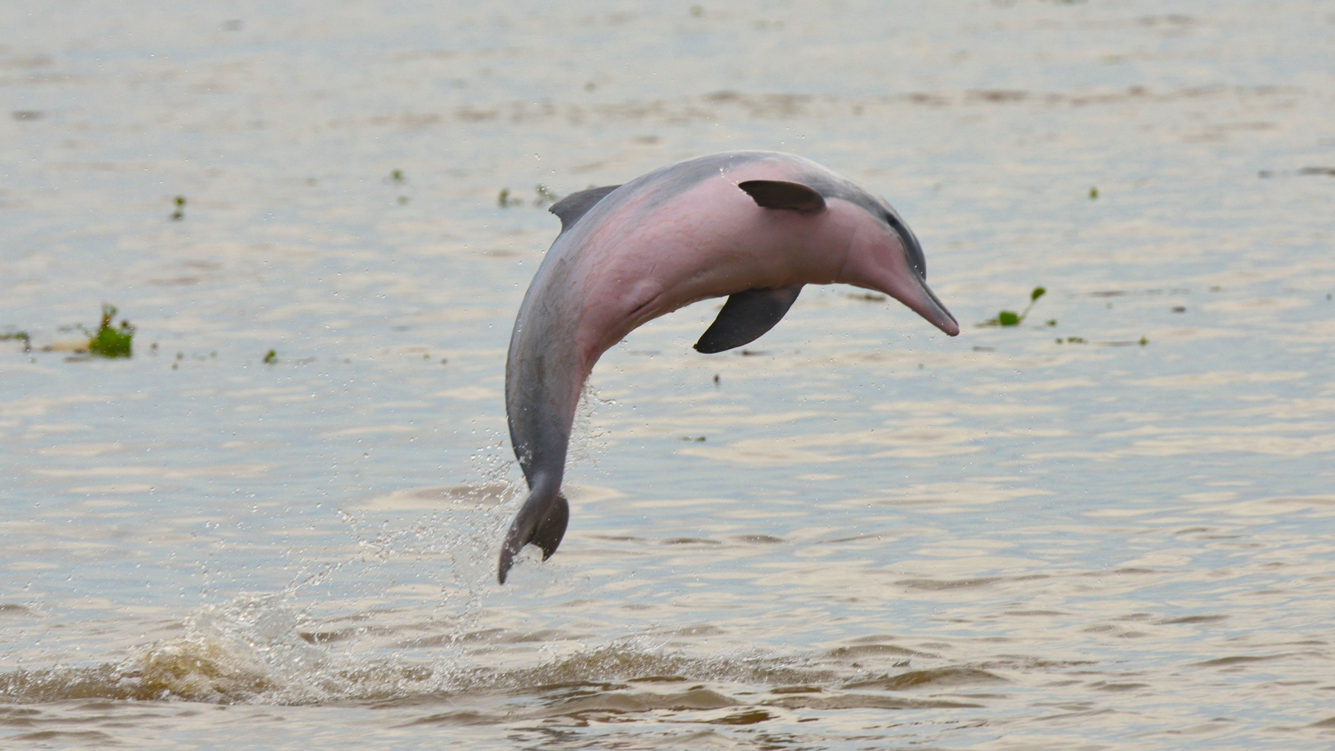 Todas las especies de delfines de agua dulce están ya en peligro de extinción