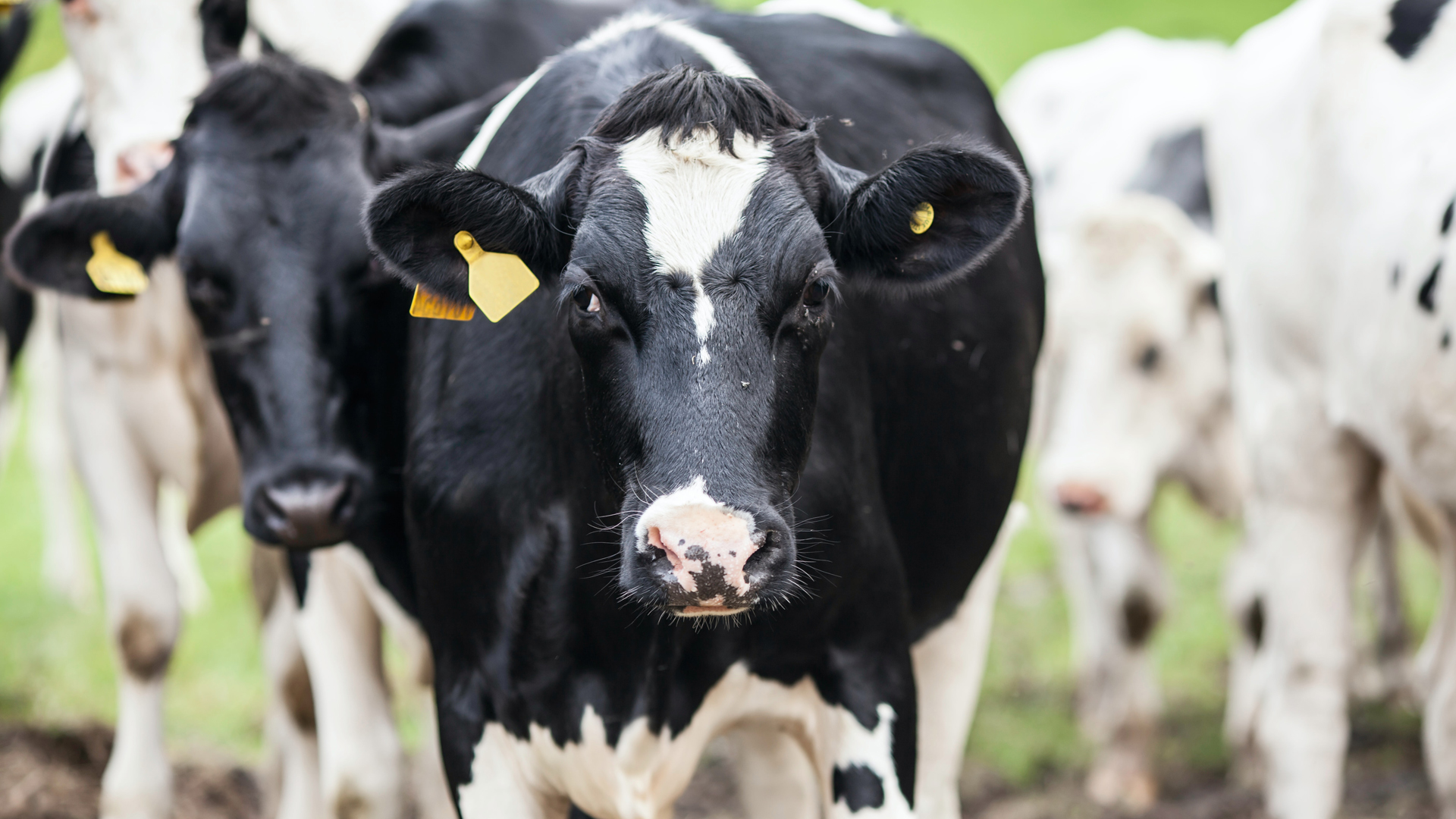 Suman más de 10 mil casos de brucelosis en China