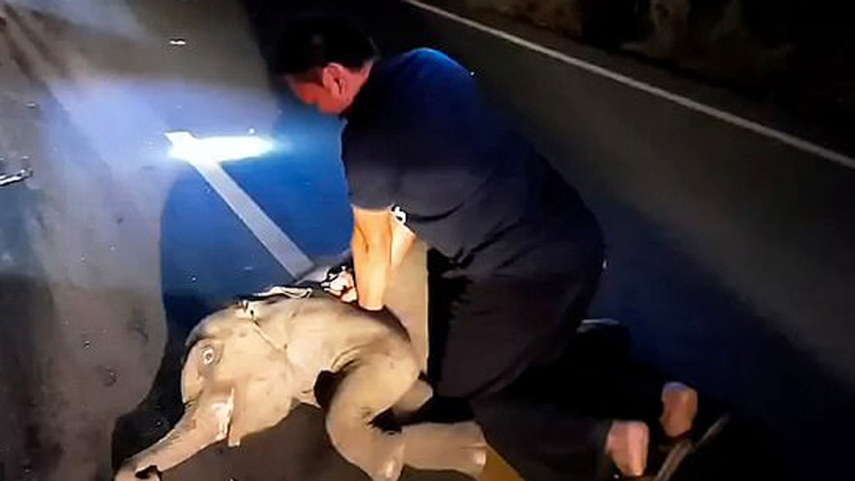 Rescatistas reaniman a un pequeño elefante que había sido atropellado en Tailandia