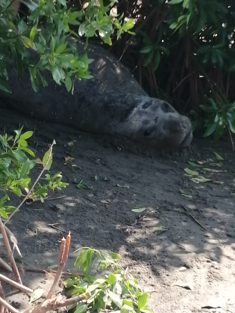 #Video Visita elefante marino de la Patagonia playa de Chiapas - elefante-marino-del-sur-en-boca-cielo