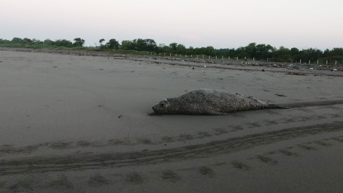 #Video Visita elefante marino de la Patagonia playa de Chiapas