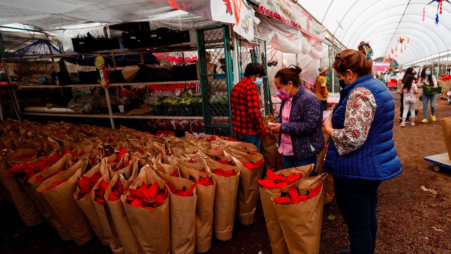 Pese a pandemia, flores de Nochebuena no faltan en los hogares mexicanos - flores-de-nochebuena1
