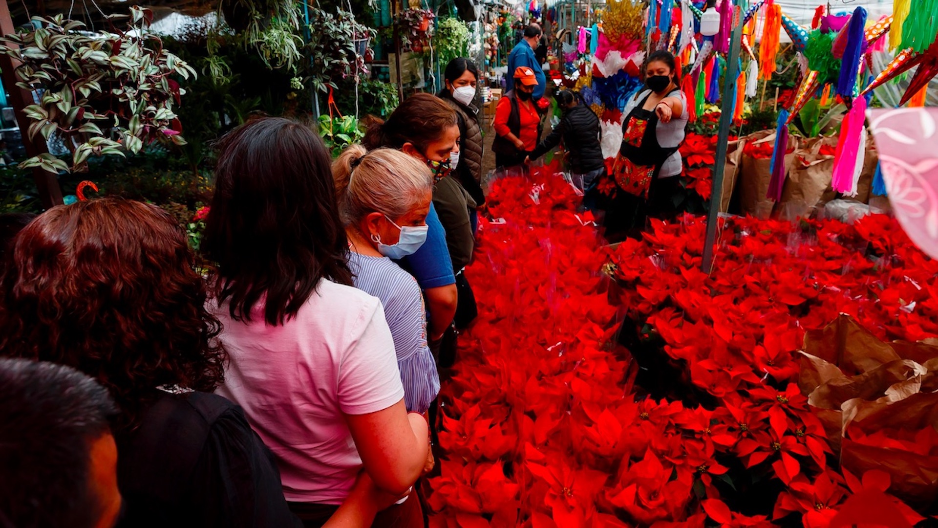 Pese a pandemia, flores de Nochebuena no faltan en los hogares mexicanos