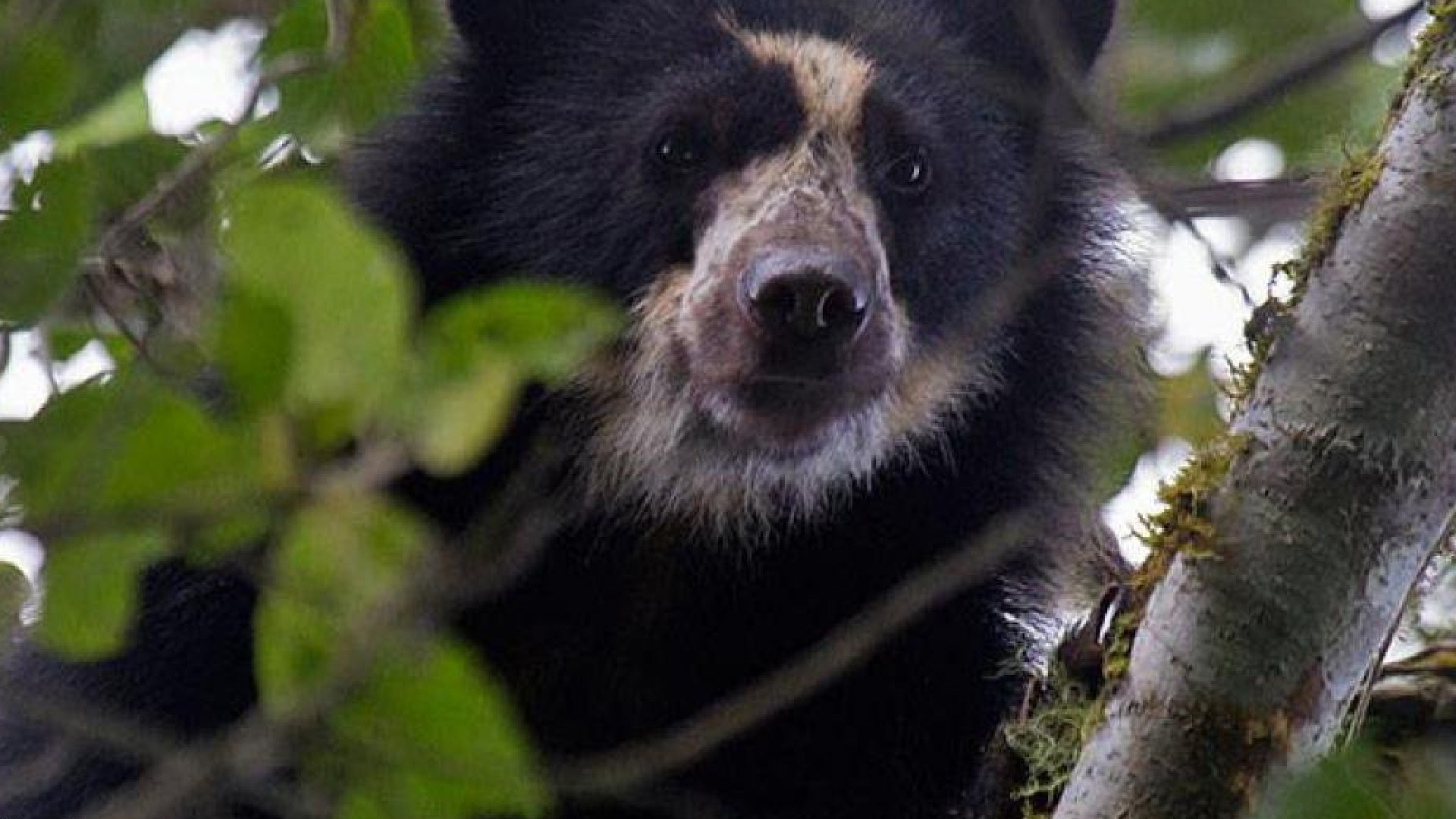 Autoridades Hallan Osos Andinos, Especie En Extinción, Cerca De Zona En ...