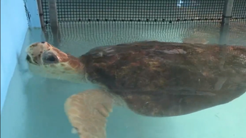 Del frío de Massachusetts a Florida: las tortugas tambien vuelan