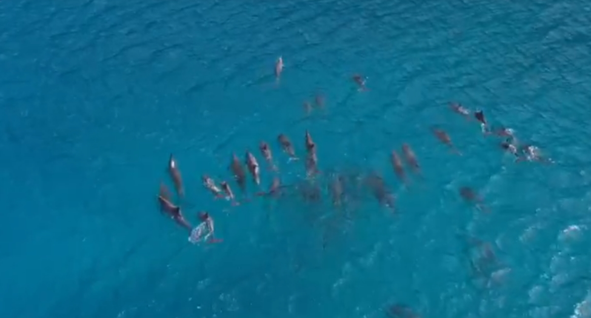 Todas las especies de delfines de agua dulce, en peligro de extinción