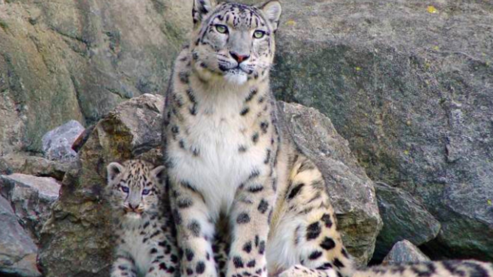 Estados Unidos detecta el primer positivo de COVID-19 de un leopardo de las nieves