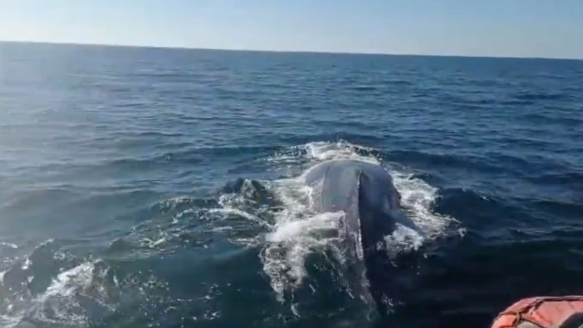 Liberan en Nayarit a ballena atrapada en red de pesca