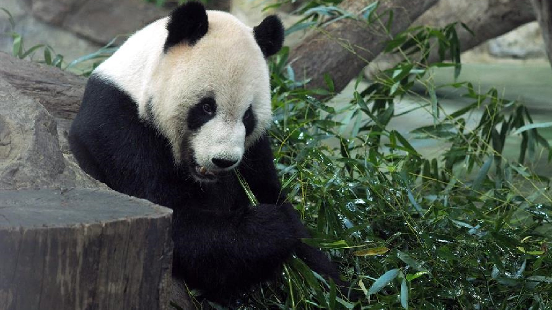 Muere ‘Xinxing’, la osa panda más vieja del mundo en cautiverio en zoológico de China
