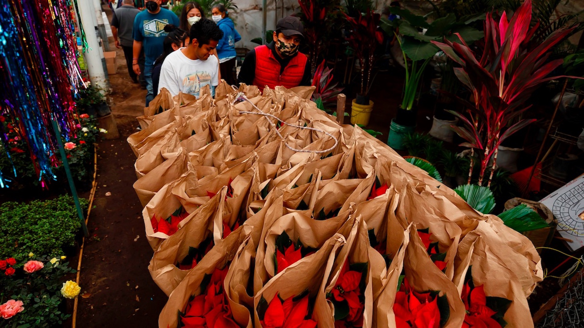 Pese a pandemia, flores de Nochebuena no faltan en los hogares mexicanos - nochebuenas