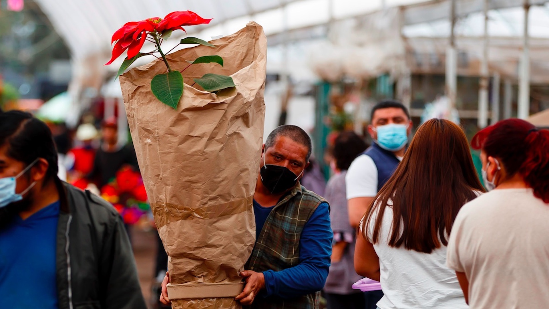 Pese a pandemia, flores de Nochebuena no faltan en los hogares mexicanos - nochebuenas1
