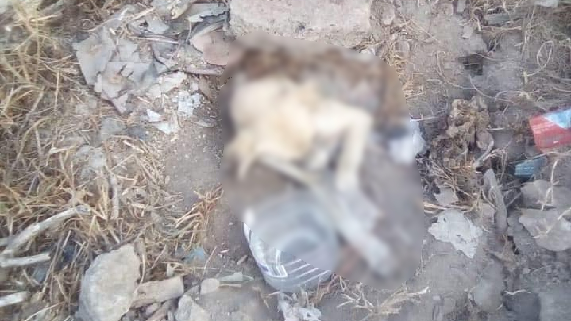 Rescatan a ‘La Beba’, perrita enterrada viva en Ecatepec