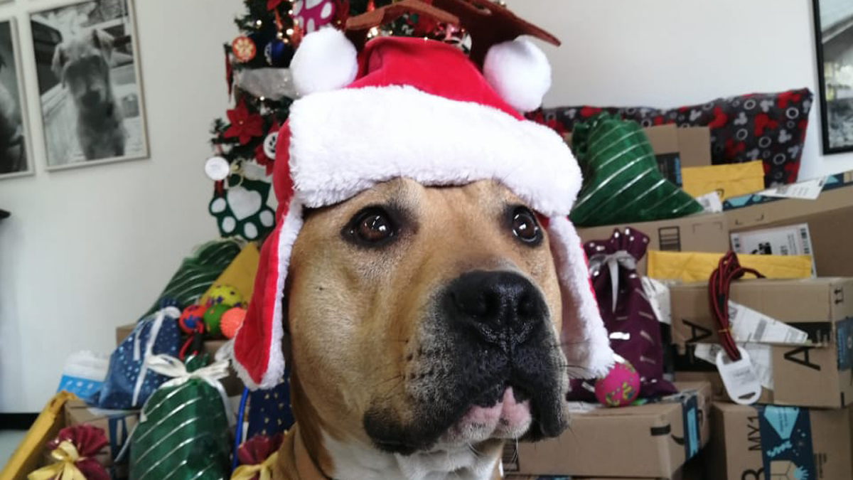 Perros rescatados en el Metro entregarán cartas a Santa Claus y Reyes Magos