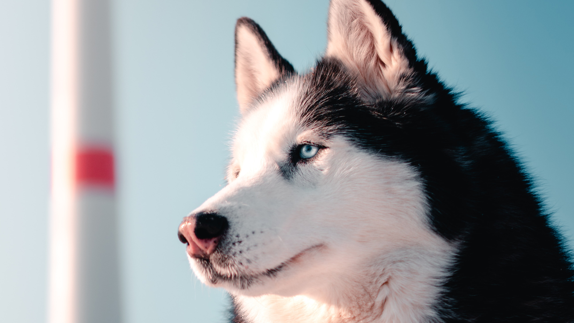 Suman cuatro perros contagiados de COVID-19 en México