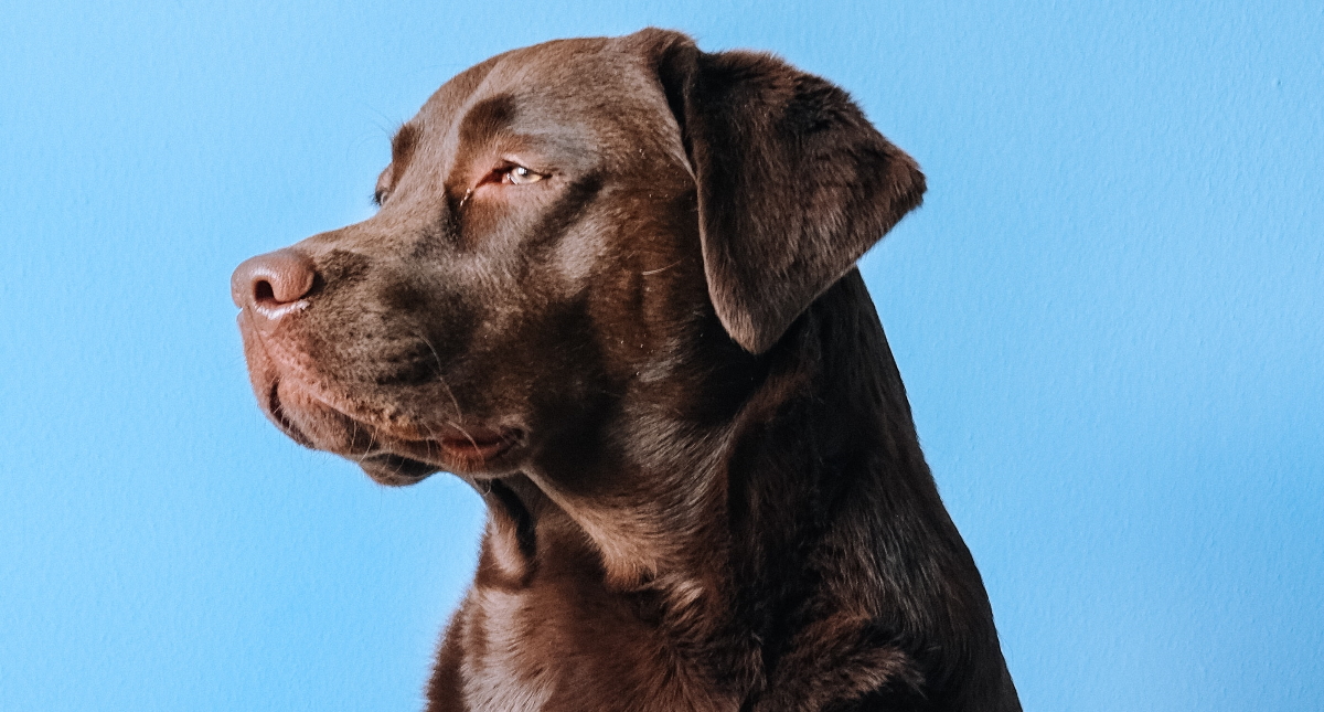 Detectan, por primera vez en México, COVID-19 en animales