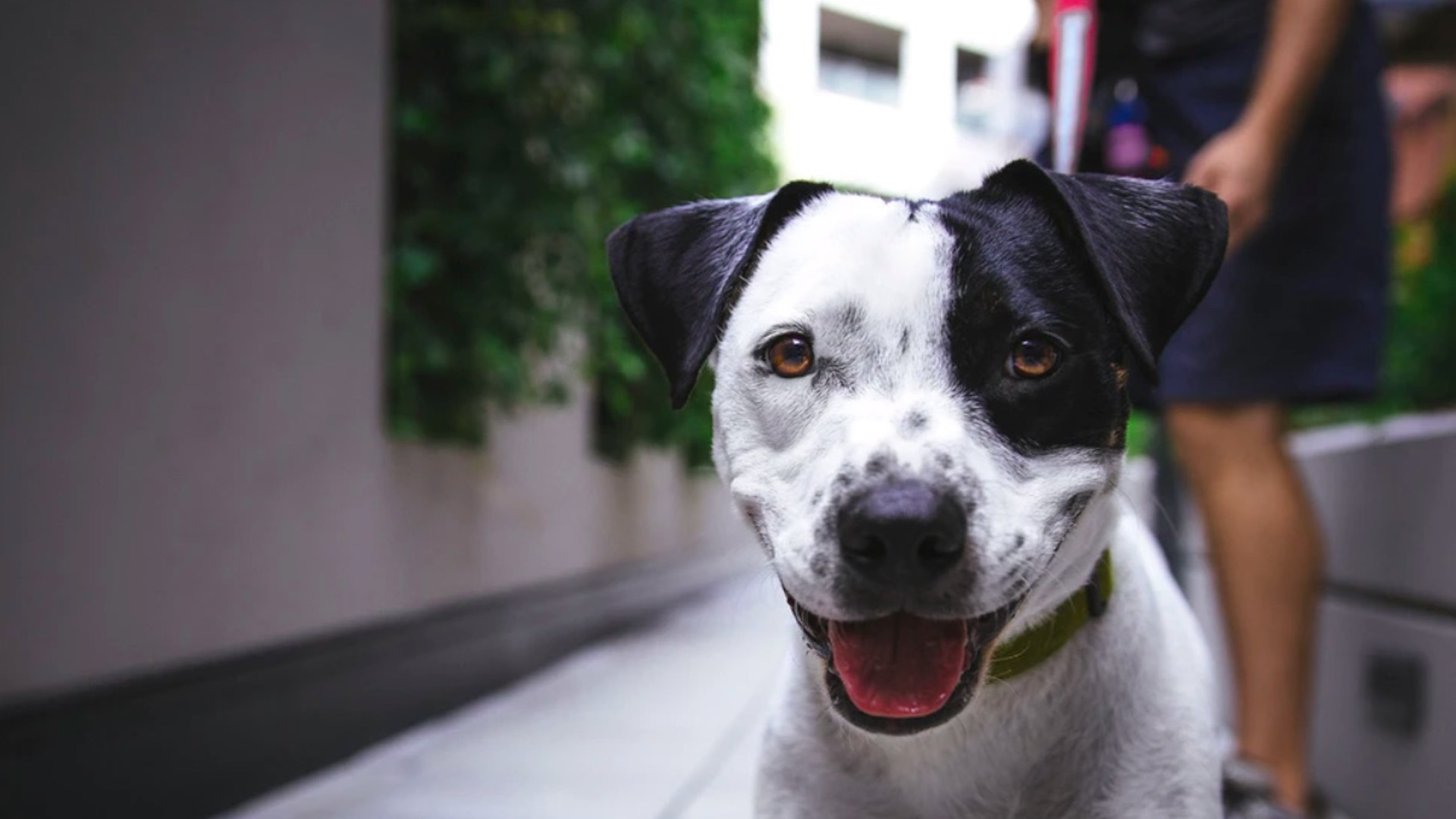 Es improbable que mascotas transmitan el COVID-19 a humanos, asegura López-Gatell