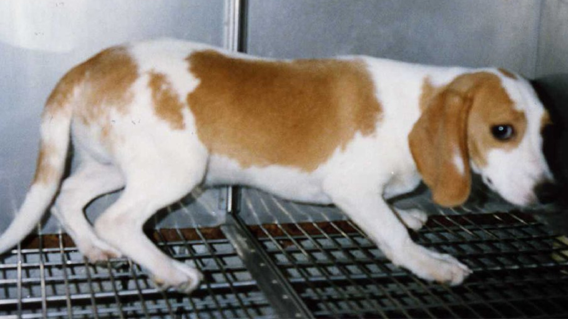 PETA propone frases para eliminar “especismo” de las conversaciones; la critican en redes sociales