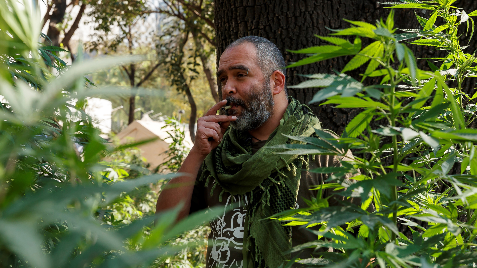 Empresas constituyen Consejo Cannábico Nacional a favor de la mariguana