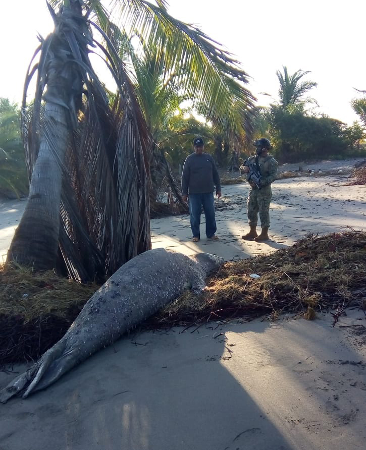 #Video Visita elefante marino de la Patagonia playa de Chiapas - resguardo-de-elefante-marino-en-playas-de-chiapas