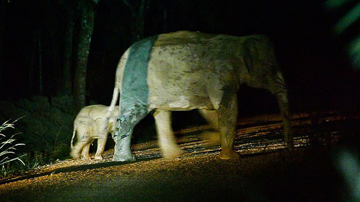 #Video Resucitan con RCP a elefante bebé tras choque con motocicleta - reunion-de-elefante-bebe-con-su-madre-tras-accidente