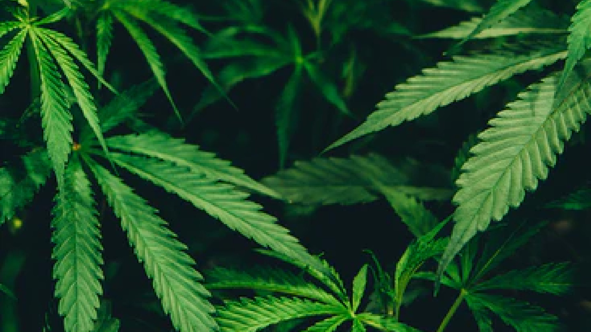 Suprema Corte extiende prórroga de plazo al Congreso sobre despenalización del uso lúdico de la mariguana