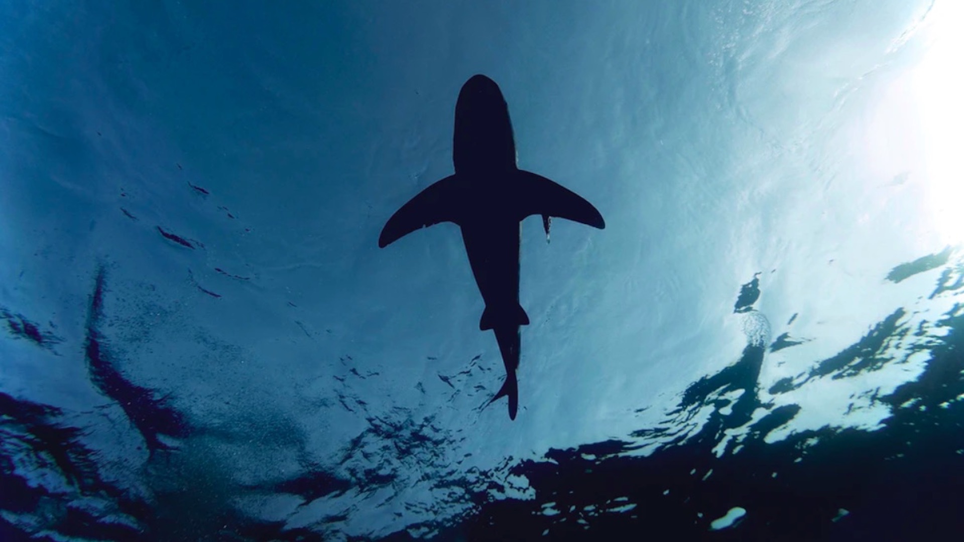 Hombre mordido por tiburón camina hasta el hospital para buscar ayuda