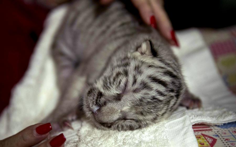 Murió "Nieves", la tigresa blanca nacida en cautiverio hace 15 días en Nicaragua - 9a823807183152674a91aebf9f5ebbd9dffec5d0w