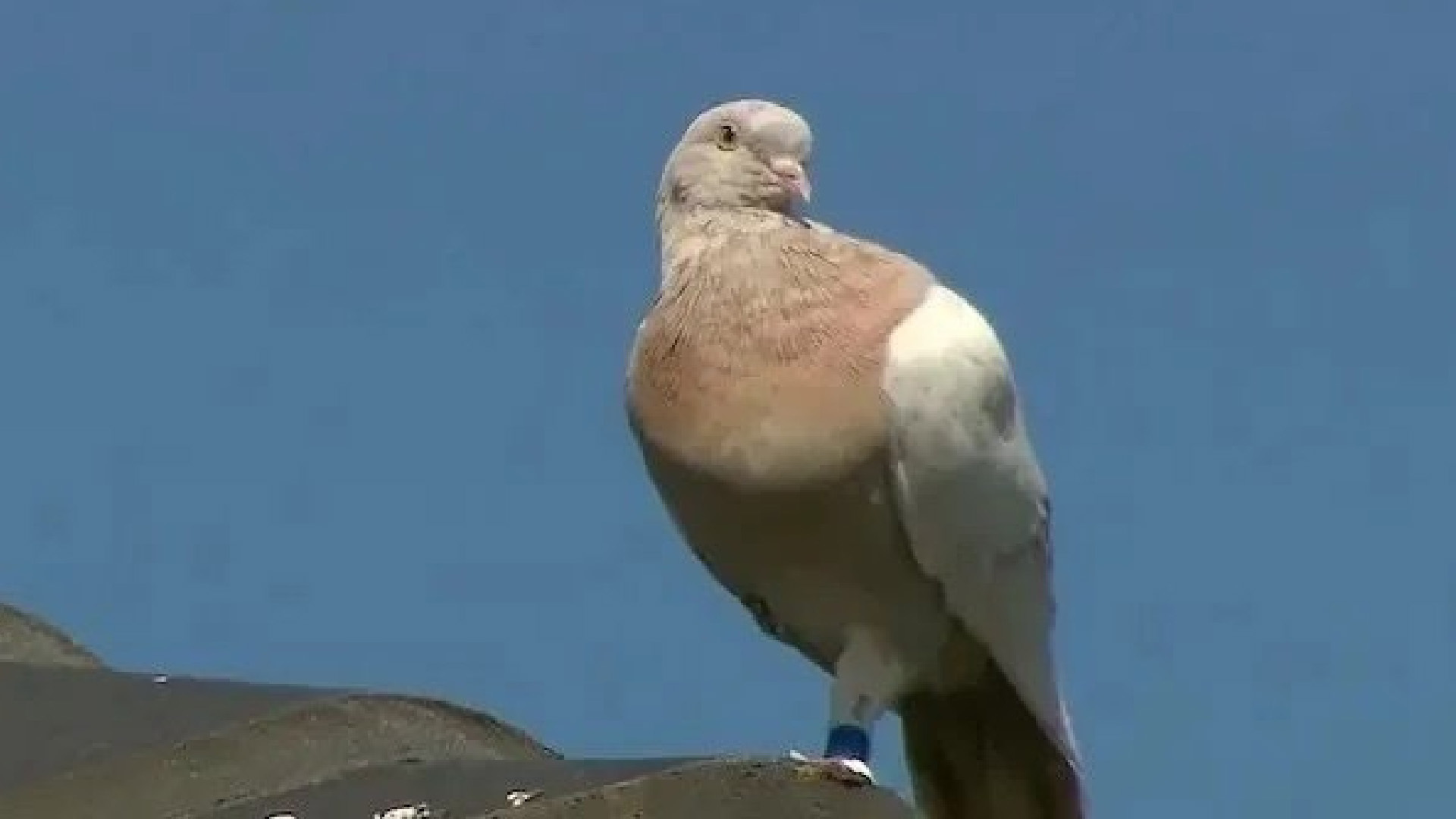 Australia planea sacrificar a ‘Joe’, paloma procedente de EE.UU. por ser un “riesgo biológico”