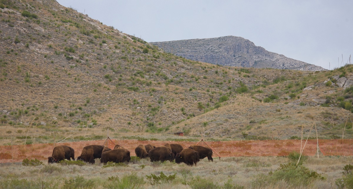 CONANP desmiente presunta cacería de bisontes en Coahuila