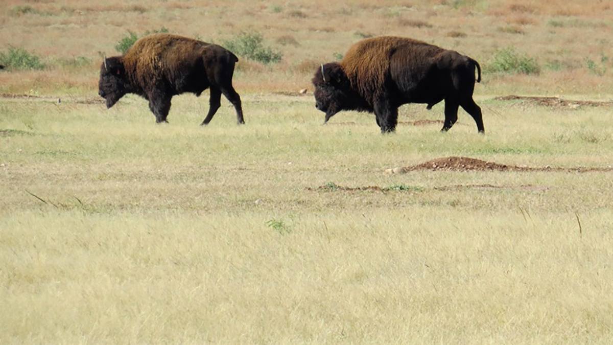 El bisonte americano busca recuperar sus dominios en el norte de México - bisontes-en-chihuahua-mexico