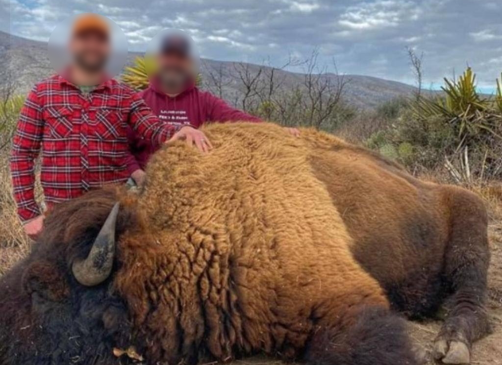 CONANP desmiente presunta cacería de bisontes en Coahuila - caceria-bisontes