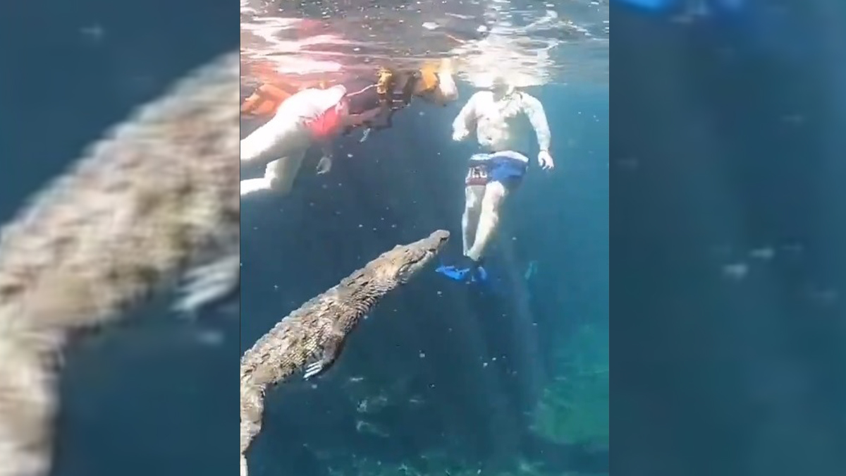 #Video Cocodrilo nada entre turistas en cenote de Tulum