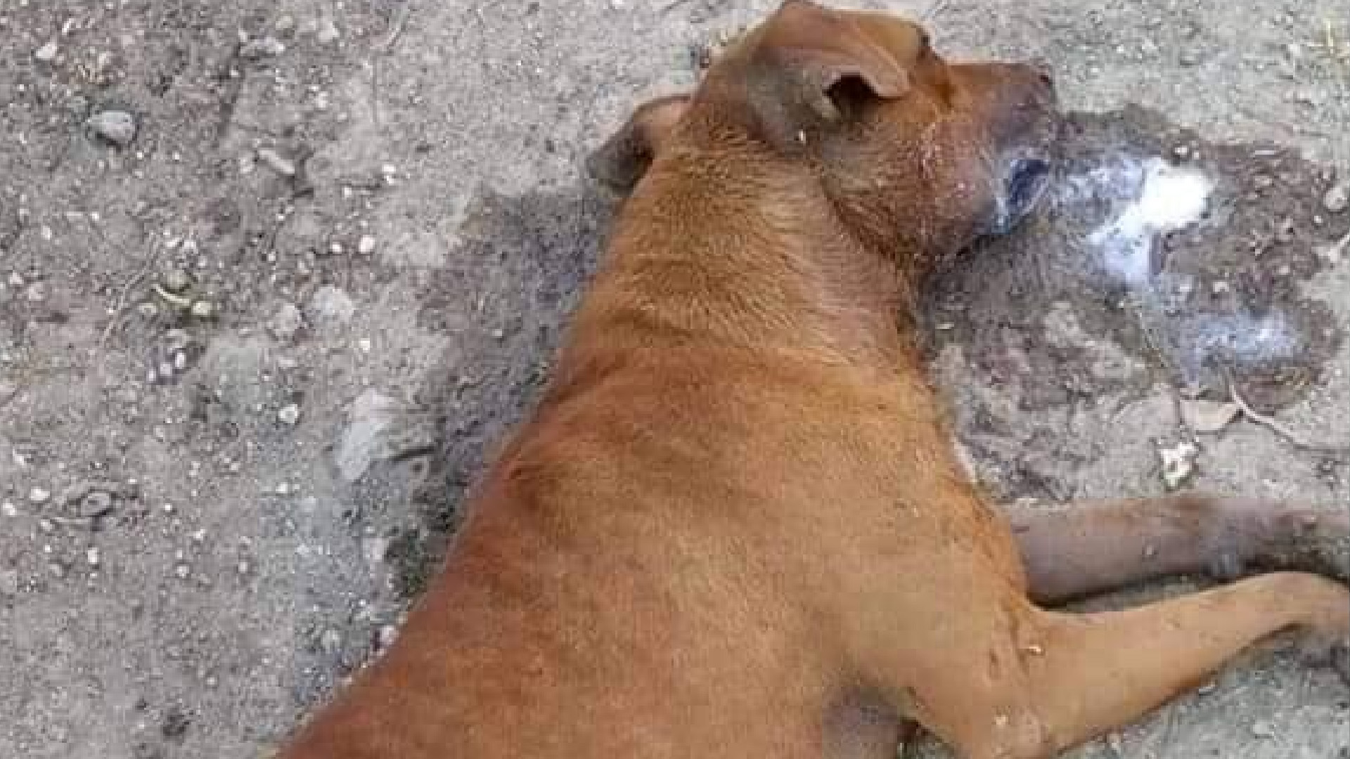 Envenenan a perros callejeros en Ocotlán de Morelos, Oaxaca; habitantes presentan denuncia penal