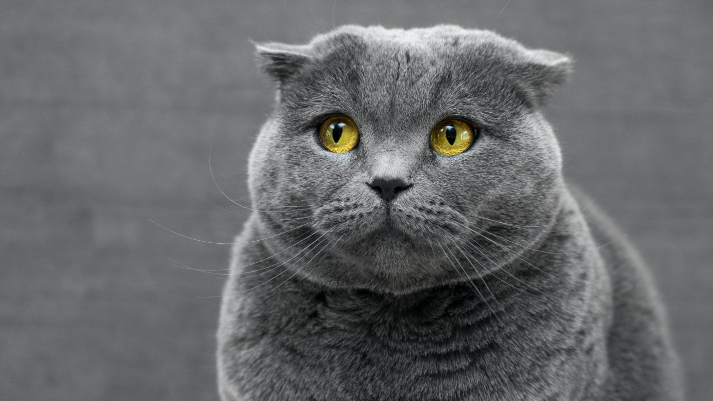 Fiesta de cumpleaños a un gato deja 15 personas contagiadas por COVID-19