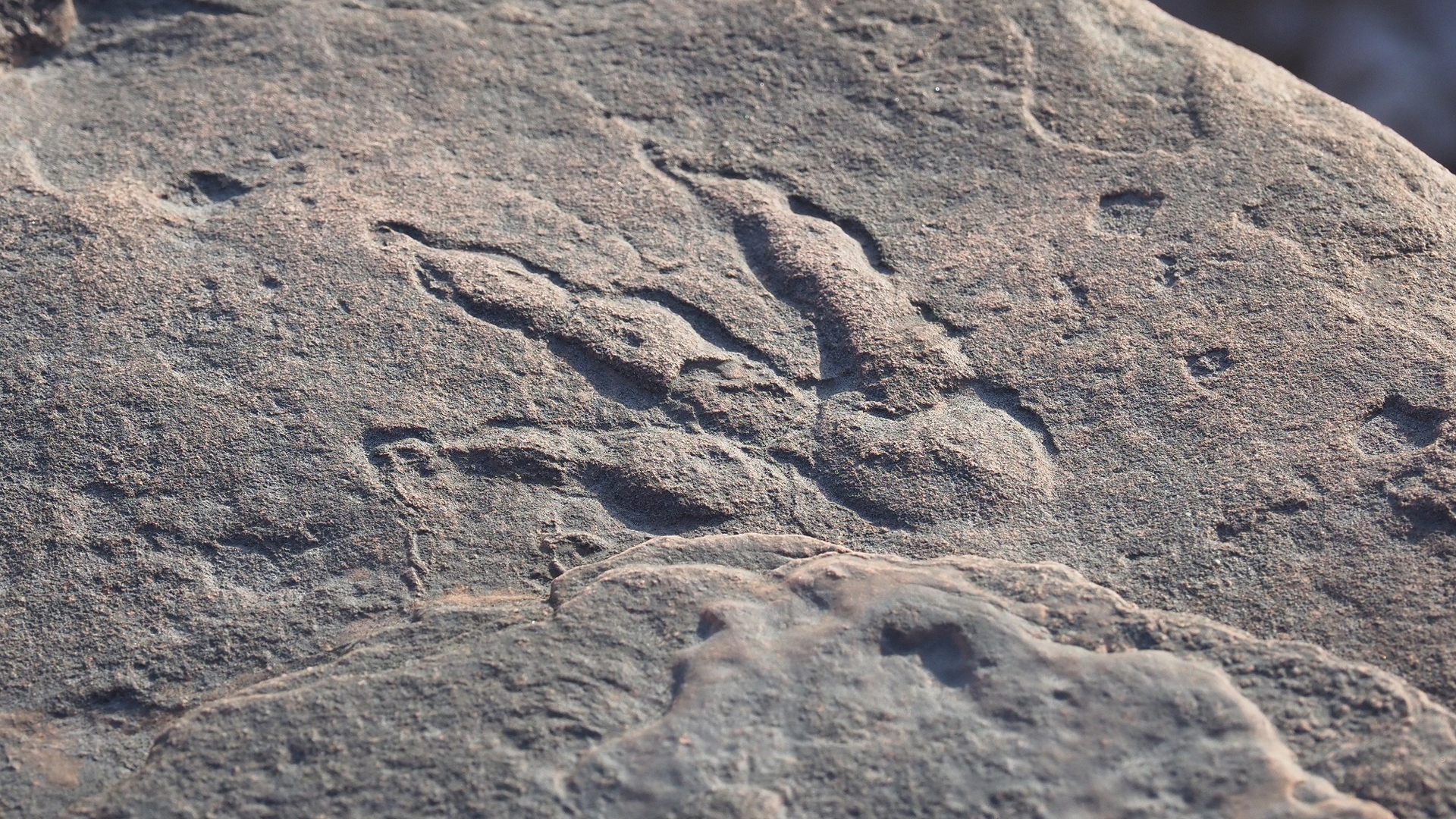 Niña de 4 años descubre en playa milenaria huella de dinosaurio