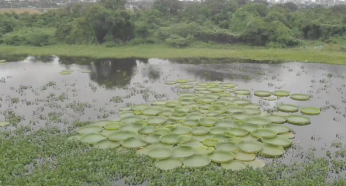 Bahía de Asunción recupera al Yakaré Yrupé, que no florecía hace una década