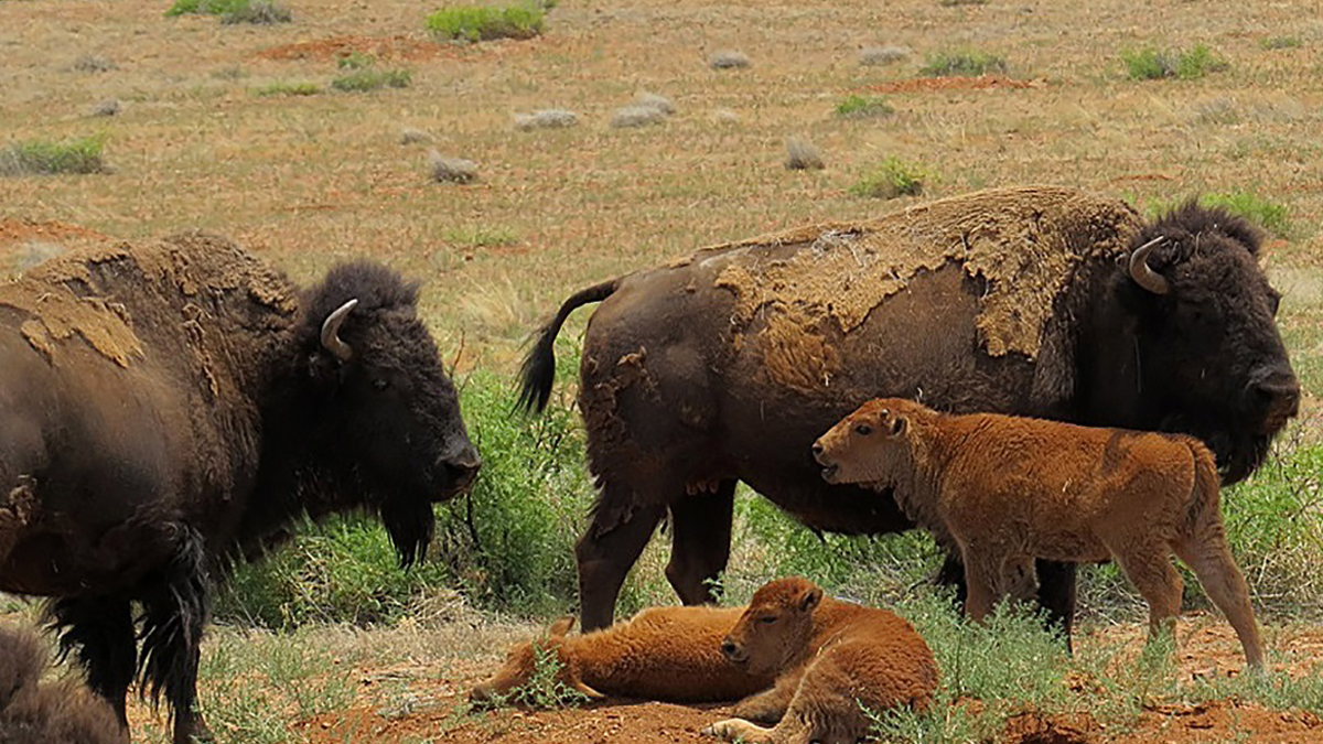 El bisonte americano busca recuperar sus dominios en el norte de México