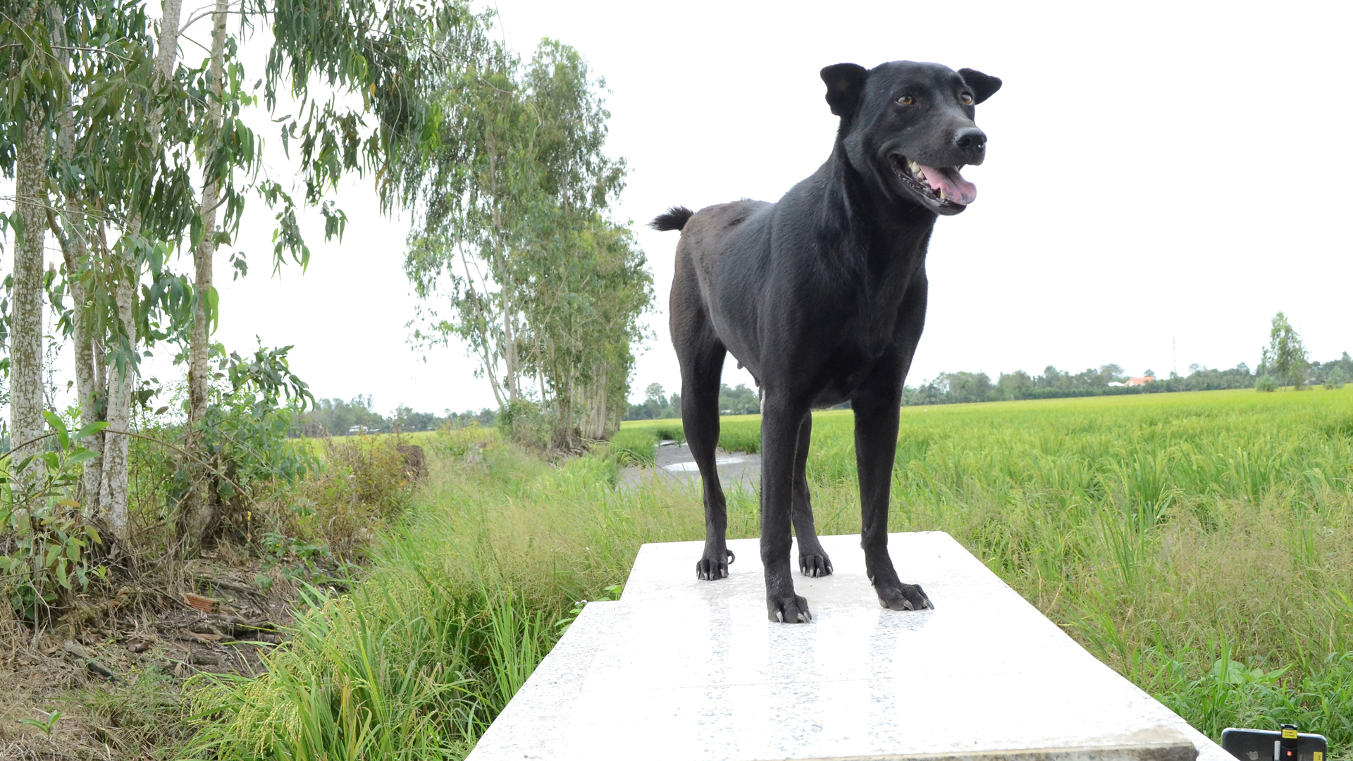 La perra que no abandona la tumba de un niño de dos años ahogado en Vietnam - mino-en-vietnam