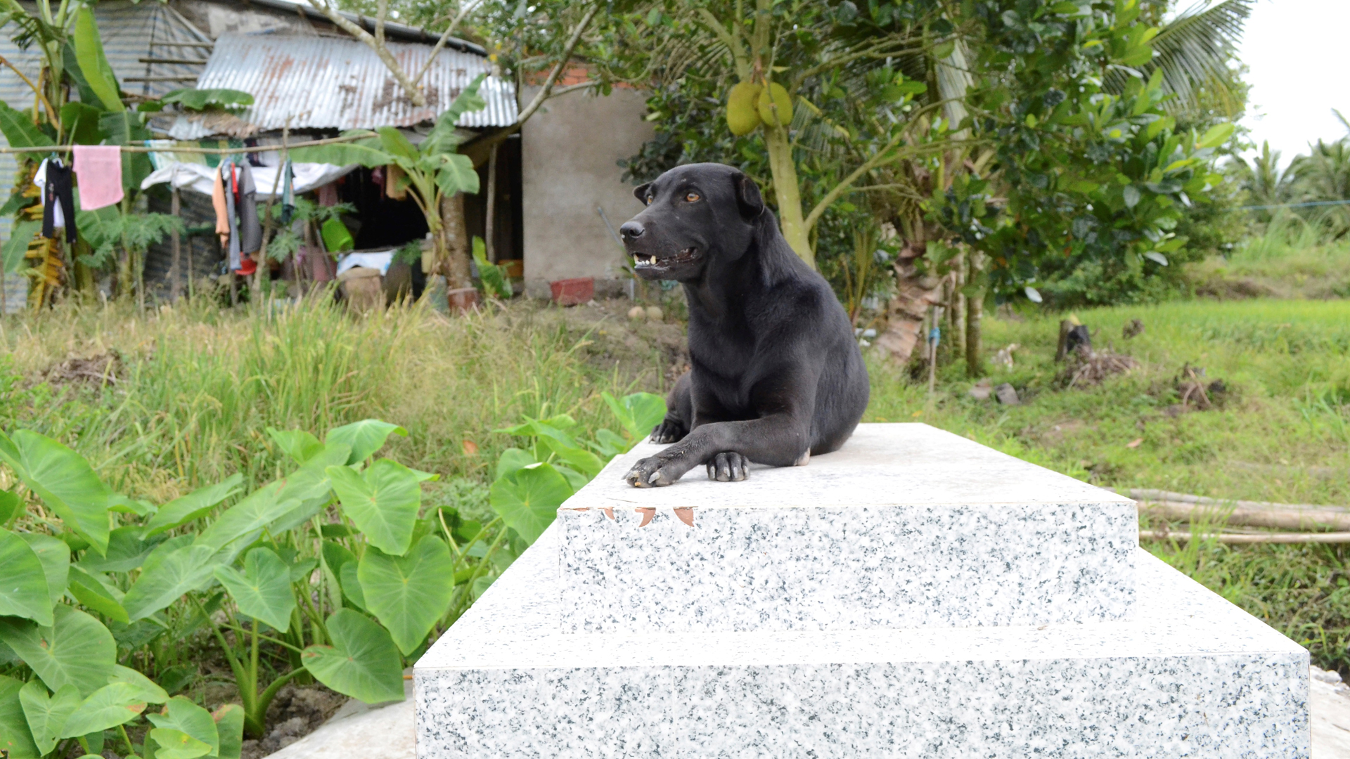 La perra que no abandona la tumba de un niño de dos años ahogado en Vietnam