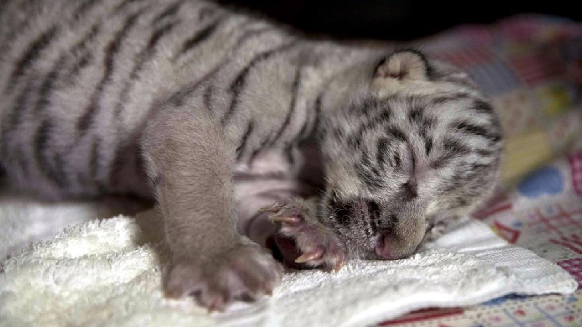 Murió “Nieves”, la tigresa blanca nacida en cautiverio hace 15 días en Nicaragua