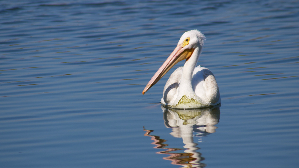 Mueren 750 pelícanos en Senegal, tercer santuario de aves del mundo