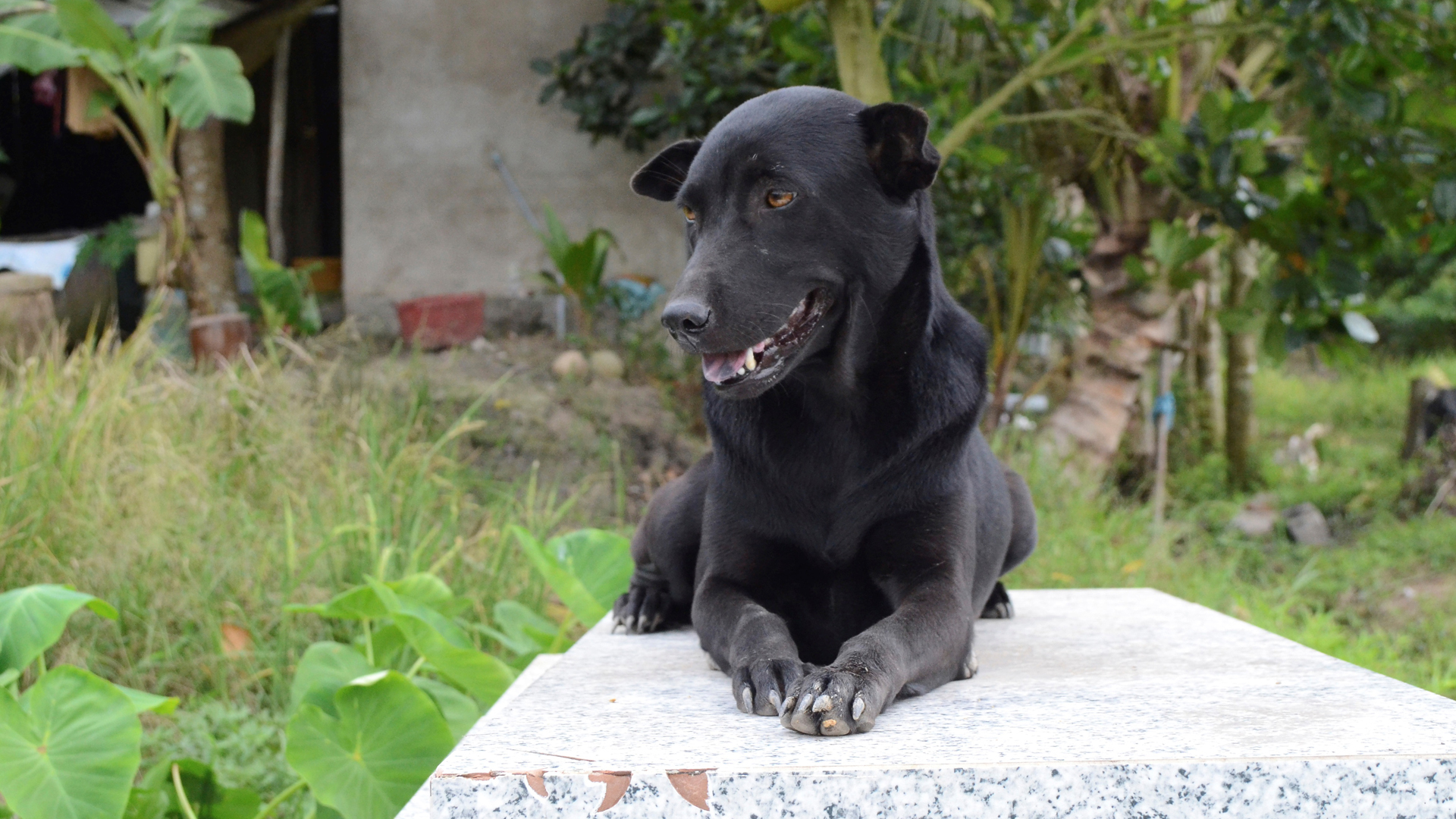 La perra que no abandona la tumba de un niño de dos años ahogado en Vietnam - perra-mino