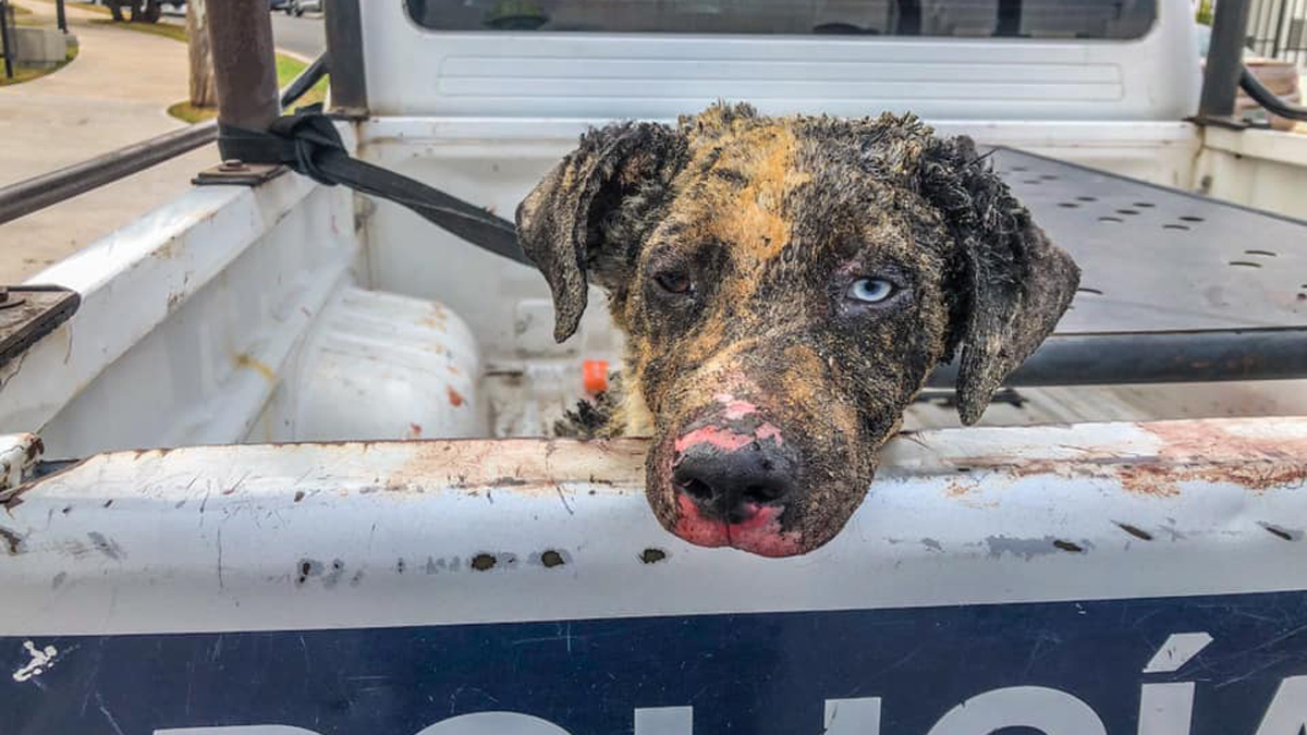 Explosión por acumulación de gas en Querétaro deja 10 heridos y 56 casas dañadas - perro-afectado-por-explosion-en-queretaro