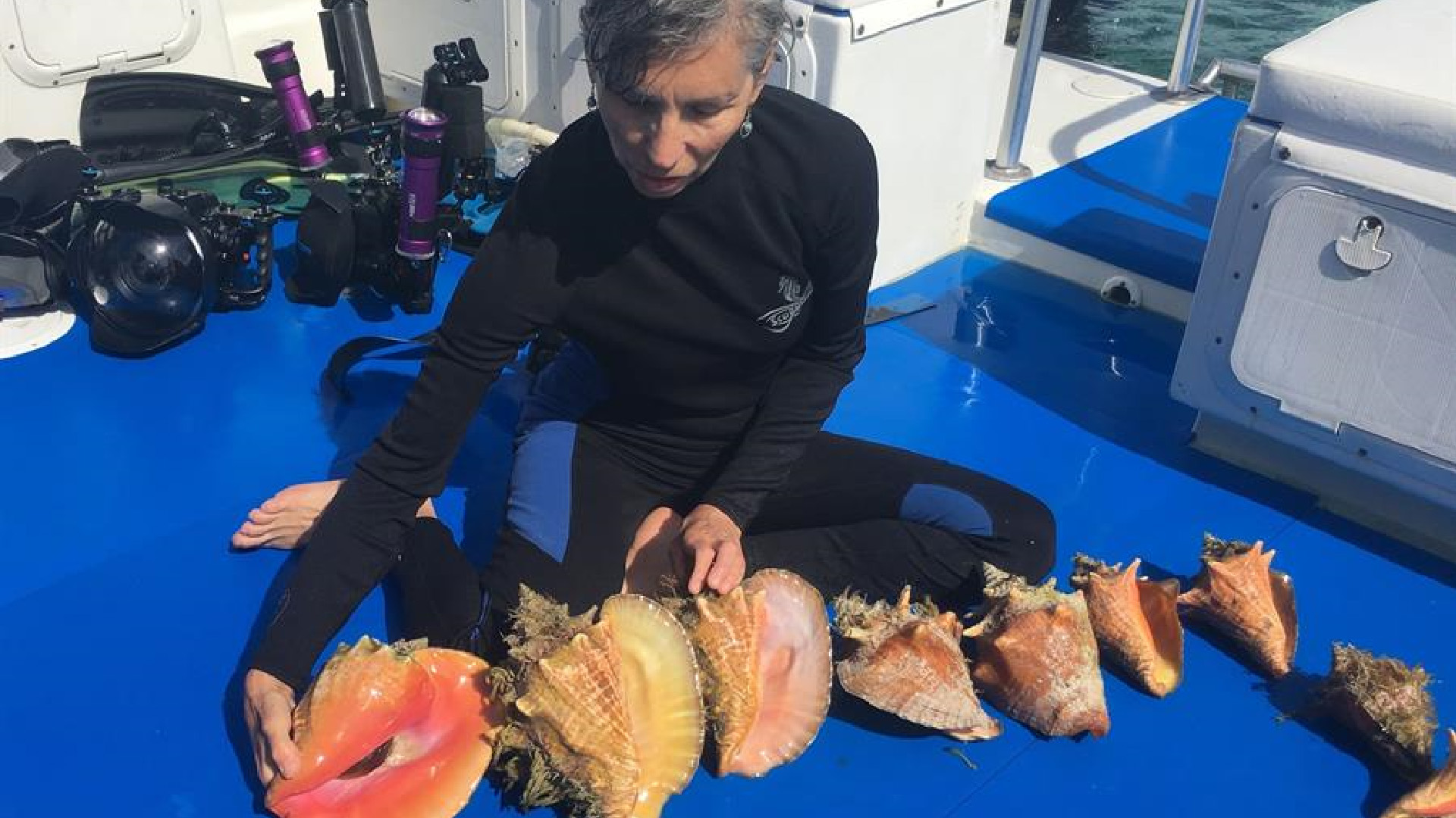 Publican manual para incubar al caracol rosado, especie en peligro de extinción - publican-manual-para-preservar-al-caracol-rosado-especie-en-peligro-de-extincion-foto-efe