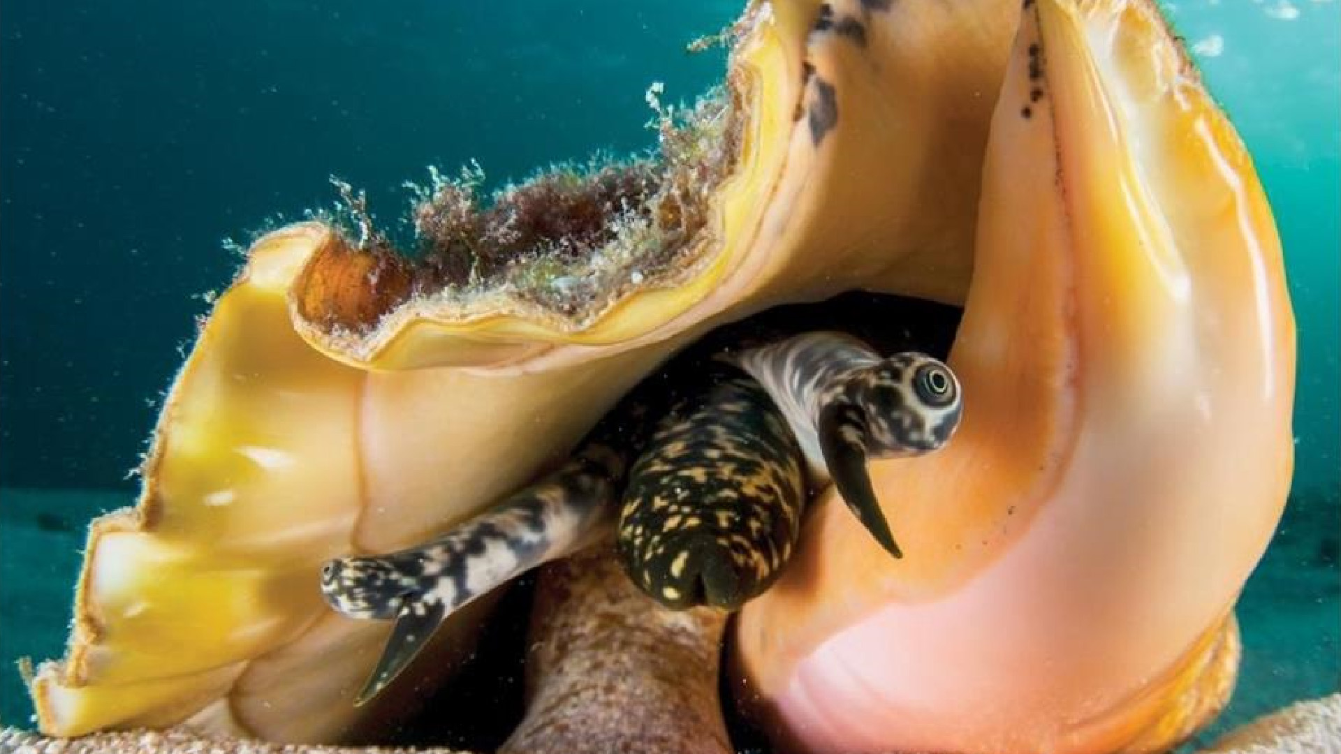 Publican manual para incubar al caracol rosado, especie en peligro de extinción