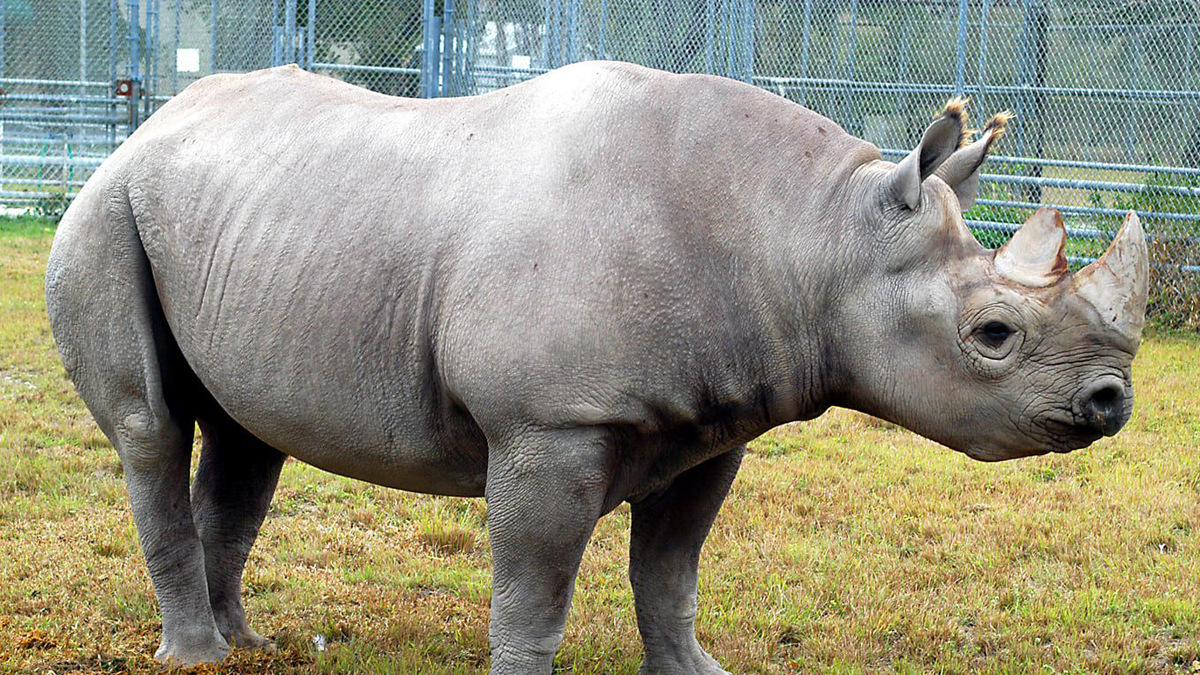 Murió ‘Toshi’, icónico rinoceronte negro del Zoológico de Miami Murió ‘Toshi’, icónico rinoceronte negro del Zoológico de Miami