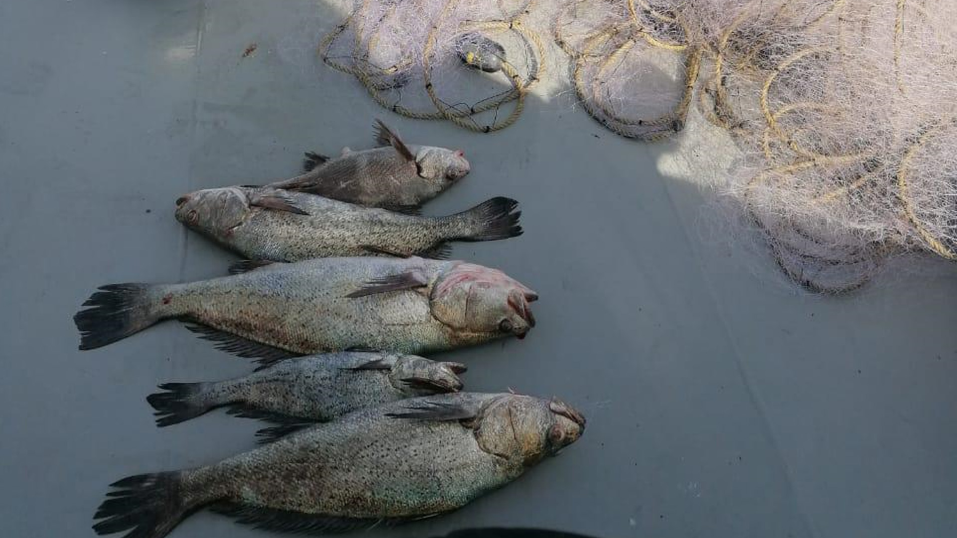 Libera Semar seis ejemplares de totoaba atrapados en redes clandestinas del Mar de Cortés