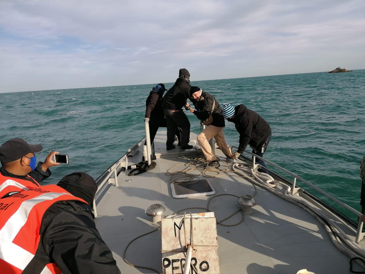 Libera Semar seis ejemplares de totoaba atrapados en redes clandestinas del Mar de Cortés - whatsapp-image-2021-01-29-at-30223-pm