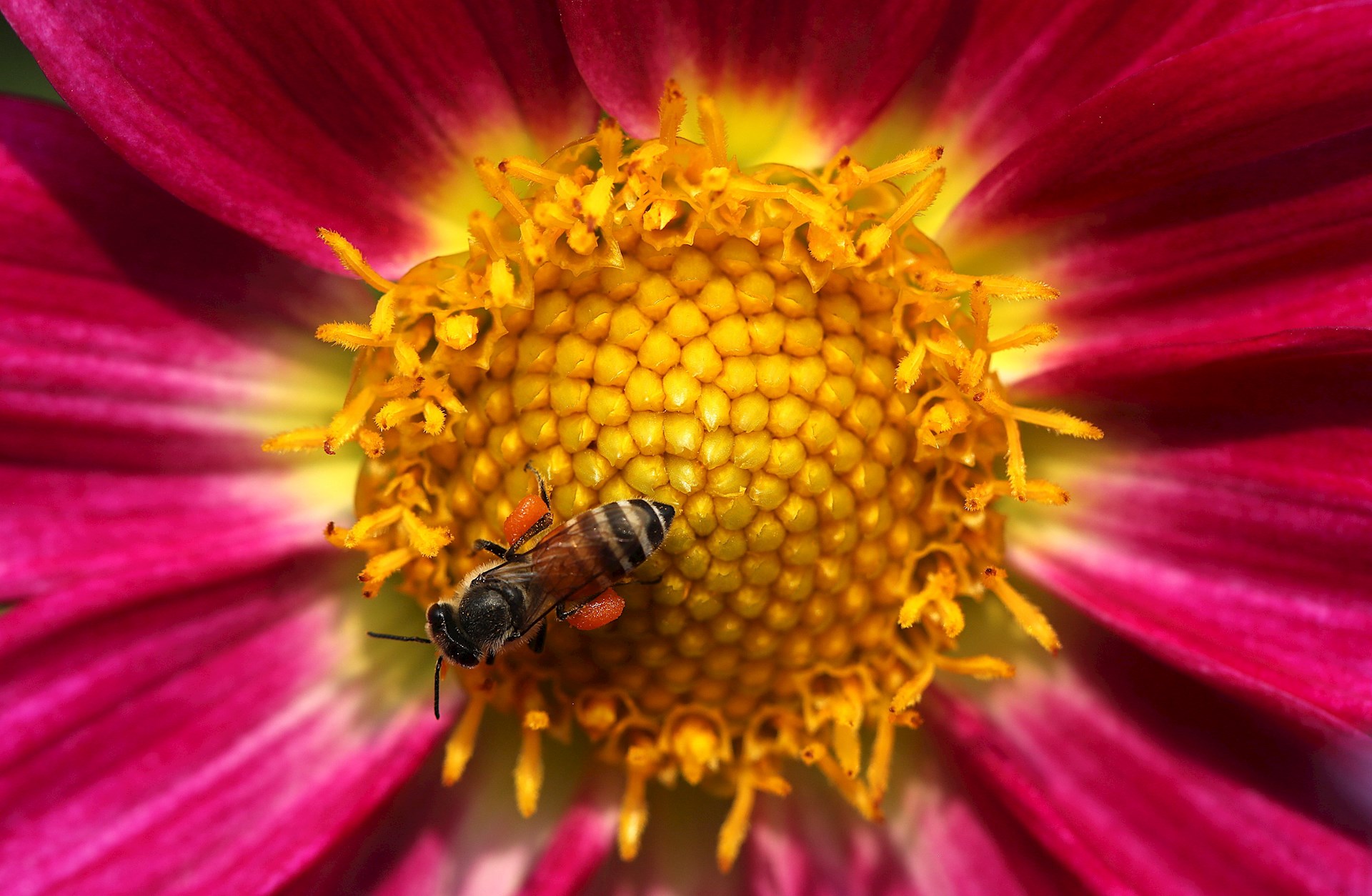 Abejas podrían detectar COVID-19 - abeja-recolectando-nectar