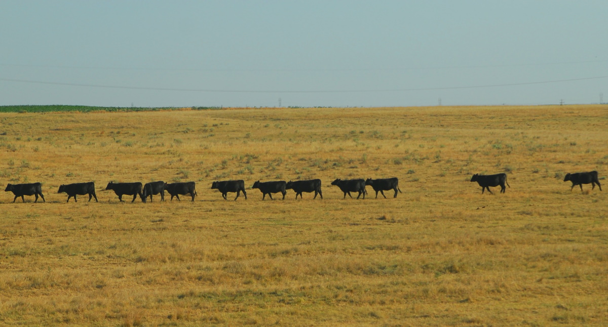 La actividad humana fuerza el desplazamiento de animales